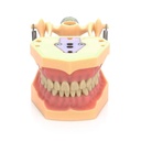 Tipodonto Articulado tipo Frasaco AG-3